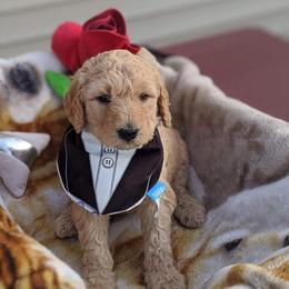 Goldendoodle Puppies from Lu Doodles