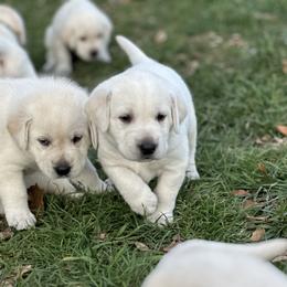 Labrador Retriever Puppies from Faithful Labs
