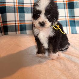 Supergirl - Black and white female Bernedoodle puppy in Luana, Iowa from Country View Bernedoodles and Goldendoodles