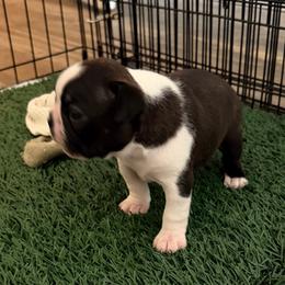 Pup 2 - Black brindle and white female Boston Terrier puppy in Winnsboro, Texas from Gold Buckle Kennel