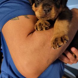 Rottweiler Puppies from Vom Zamozdra Haus Rottweilers