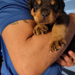 Rottweiler Puppies from Vom Zamozdra Haus Rottweilers