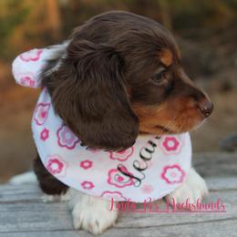 Leah - Piebald female Dachshund puppy in Big Sandy, Texas from Linda B’s Dachshunds