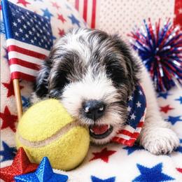 Moses - Merle male Cavapoo puppy in Underwood, Minnesota from Tru Cuddle Pups