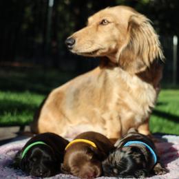 Dachshund puppies from Spunky Sausage Pups
