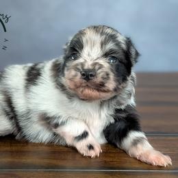 Unique - Blue merle female Pomeranian puppy in Fultonville, New York from Sandy Aussies & Pomeranians