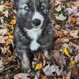 Oscar - Siberian Husky puppy from Wyant Farms