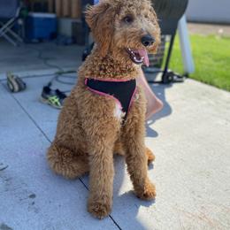 Goldendoodle Puppies from Mickey and Molly-multi-gen goldendoodles