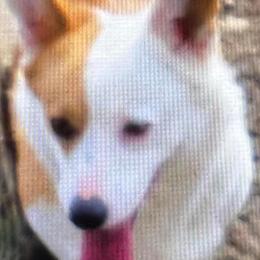 Lucy - Pembroke Welsh Corgi