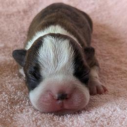 Maple - Brindle and white female Boston Terrier puppy in Perry, Oklahoma from Sitsler Bostons