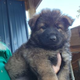 Boy 1 - Sable German Shepherd puppy in Grimesland, North Carolina from Von Stancill German Shepherds