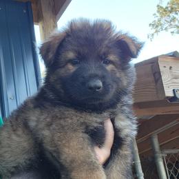 Boy 1 - Sable German Shepherd puppy in Grimesland, North Carolina from Von Stancill German Shepherds