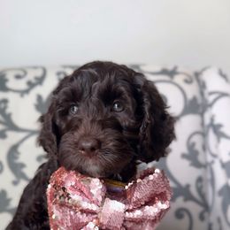 Australian Labradoodle Puppies from Kismet Labradoodles