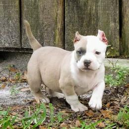 American Bully Puppies from Bolt Action Kennel