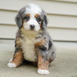Sparks - Merle female Bernedoodle puppy in Dundee, Ohio from Down Home Doodle
