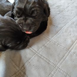 Girl 1 - Newfoundland puppy in Caribou, Maine from Starfire Newfoundlands