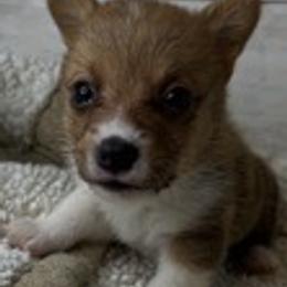 PB boy 3 - White and red male Pembroke Welsh Corgi puppy in Dickinson, Texas from Gulf Coast Corgis