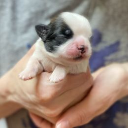 Shih Tzu Puppies from Willow Lane Shih Tzus