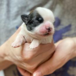 Shih Tzu Puppies from Willow Lane Shih Tzus