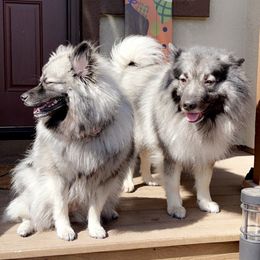 Keeshonden from Keeshond fur pups