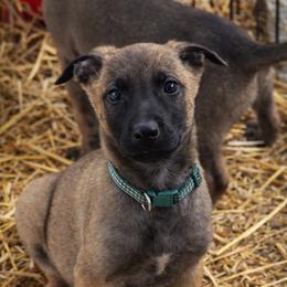 Saw - male Dutch Shepherd puppy in Clarksville, Tennessee from Vuurhart Herders