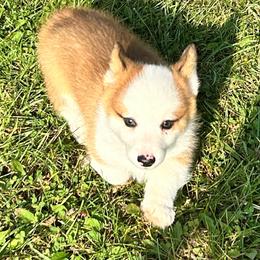 Dillan - Red male Pembroke Welsh Corgi puppy in Blair, Wisconsin from Sandy’s Pet Grooming and Boarding & AKC Corgis
