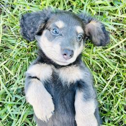 Dachshund Puppies from Davidson's Dachshunds