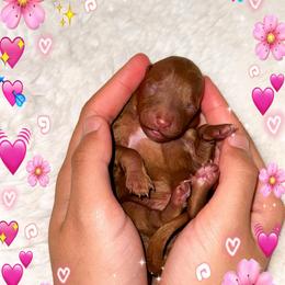 Blossom - Red  female Poodle puppy in Kissimmee, Florida from Poodle Doodle Kennels