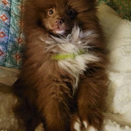 Pomeranian Puppies from Lucky Poms