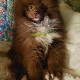 Pomeranian Puppies from Lucky Poms