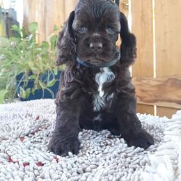 Cocker Spaniel Puppies from Doc's Cockers