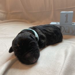 Boy 2 - Shiloh Shepherd puppy in Virginia from Opal Shilohs