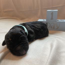 Boy 2 - Shiloh Shepherd puppy in Virginia from Opal Shilohs