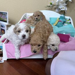 Poodle Puppies from Teacup & Toy Poodles