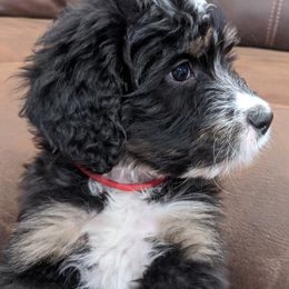 Bearded Retriever, Bernedoodle, Double Doodle, and Poodle Puppies from Doodle Belle Puppy