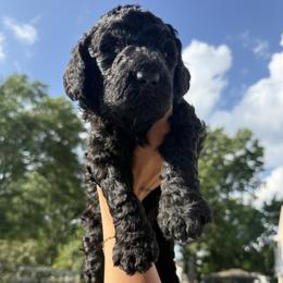 Boy 1 - male Goldendoodle puppy in Somerset, New Jersey from Yabba Dabba Doodles