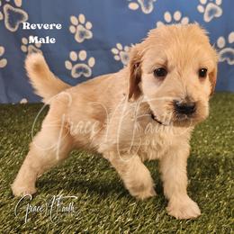 Revere - Apricot male Goldendoodle puppy in Peyton, Colorado from Grace N Faith Doodles