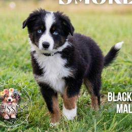 Smokey - Black tri male Miniature American Shepherd puppy in Ferndale, California from Lost Coast Aussies
