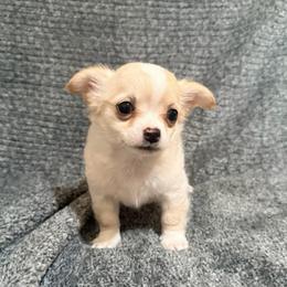 Dave - Silver male Chihuahua puppy in Seneca, Missouri from Stephanie’s Puppy Colony