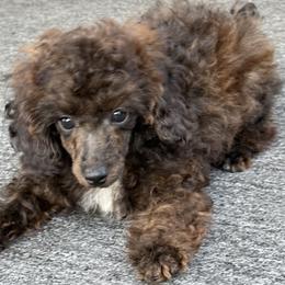 Rusty Girl - Sable female Poodle puppy in Southfield, Michigan from Standard Hearts