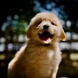 Miss popsicle - Golden female Golden Retriever puppy in Mc Arthur, California from California Golden Love