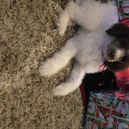 Poodle Puppies from 406 Poodles