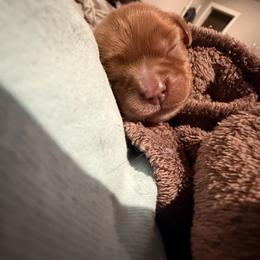 Cavalier King Charles Spaniel Puppies from 5dubs Cavaliers