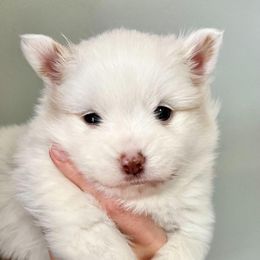 Pomsky and Toy Australian Shepherd Puppies from Blessed Little Paws