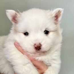 Pomsky and Toy Australian Shepherd Puppies from Blessed Little Paws