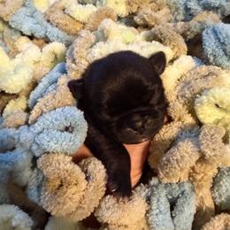 Lola (red) - Silver female Pug puppy in Hereford, Arizona from Broken Road Ranch Pugs