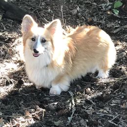 Sushi - Pembroke Welsh Corgi