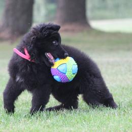 Boo - Black female German Shepherd puppy in Spencer, Wisconsin from T Double B LLC