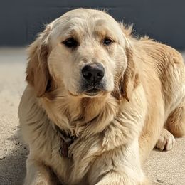 Golden Retrievers and Labrador Retrievers from Robertson's Retrievers & Doodles