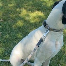 Great Danes from St. Michael's Danes